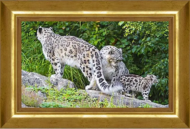 Картина в раме - leopard - Барс