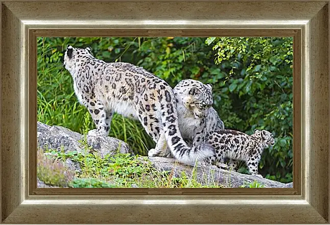 Картина в раме - leopard - Барс