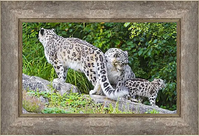 Картина в раме - leopard - Барс
