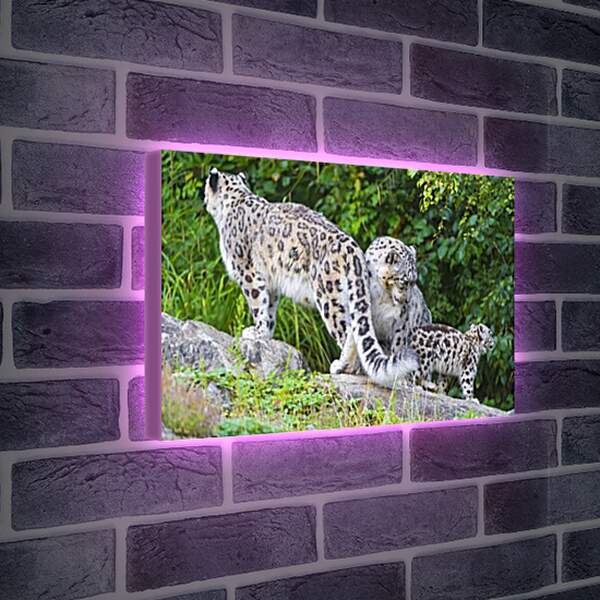 Лайтбокс световая панель - leopard - Барс