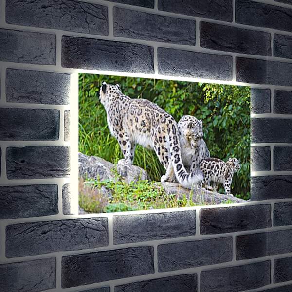 Лайтбокс световая панель - leopard - Барс