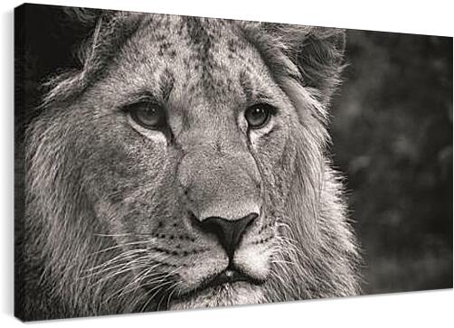 Постер и плакат - leon - лев