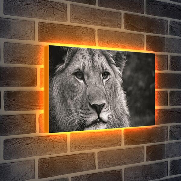 Лайтбокс световая панель - leon - лев