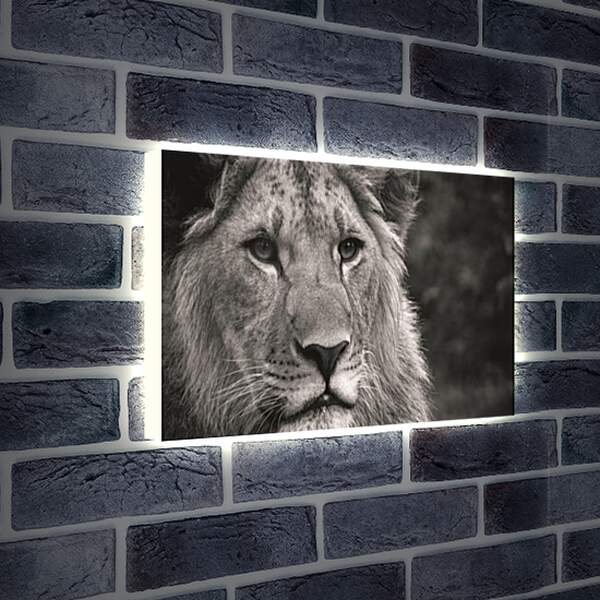Лайтбокс световая панель - leon - лев