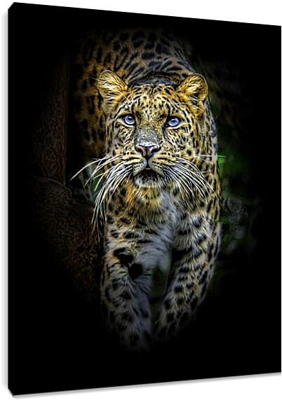 Постер и плакат - леопард