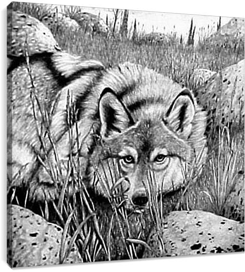 Постер и плакат - Волк