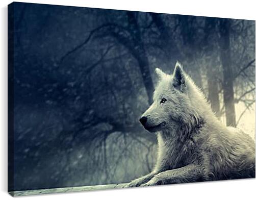 Постер и плакат - wolf - волк