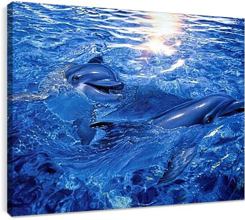 Постер и плакат - дельфины