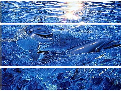 Модульная картина - дельфины