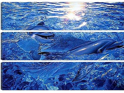 Модульная картина - дельфины