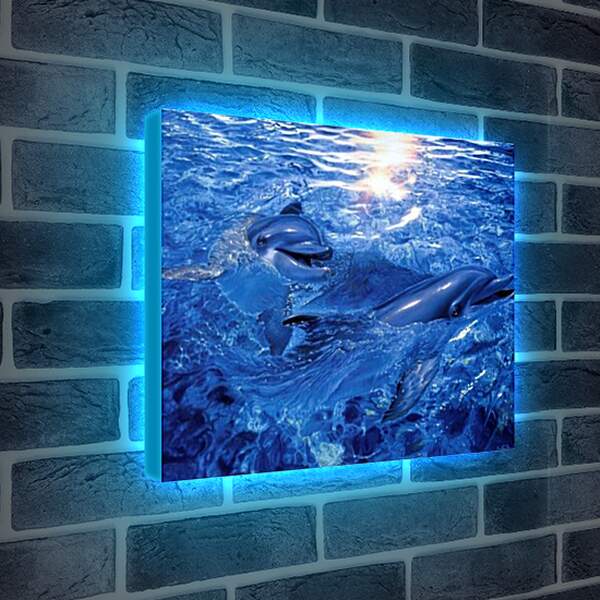 Лайтбокс световая панель - дельфины
