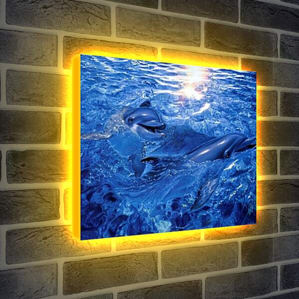 Лайтбокс световая панель - дельфины