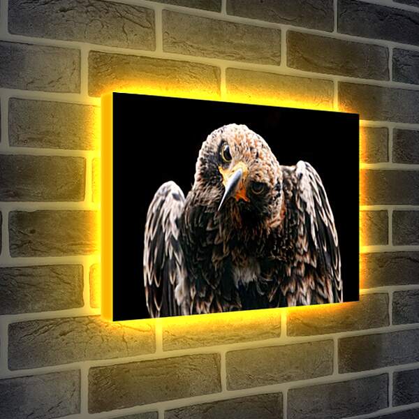 Лайтбокс световая панель - Орел