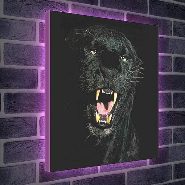 Лайтбокс световая панель - Взгляд пантеры