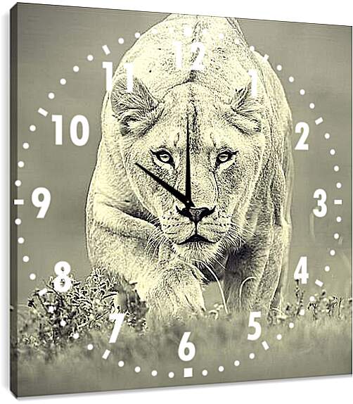 Часы картина - Львица на охоте