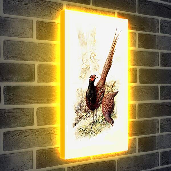 Лайтбокс световая панель - Пара фазанов