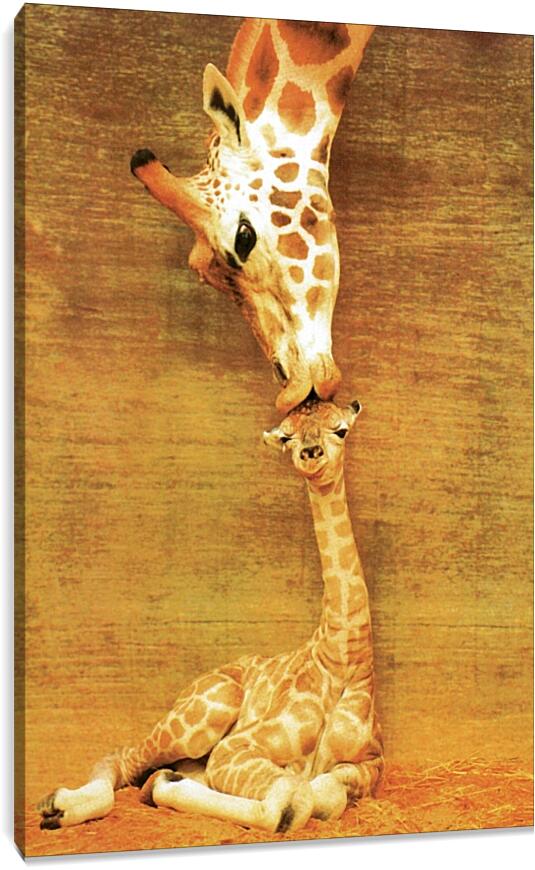 Постер и плакат - Жираф и жирафик