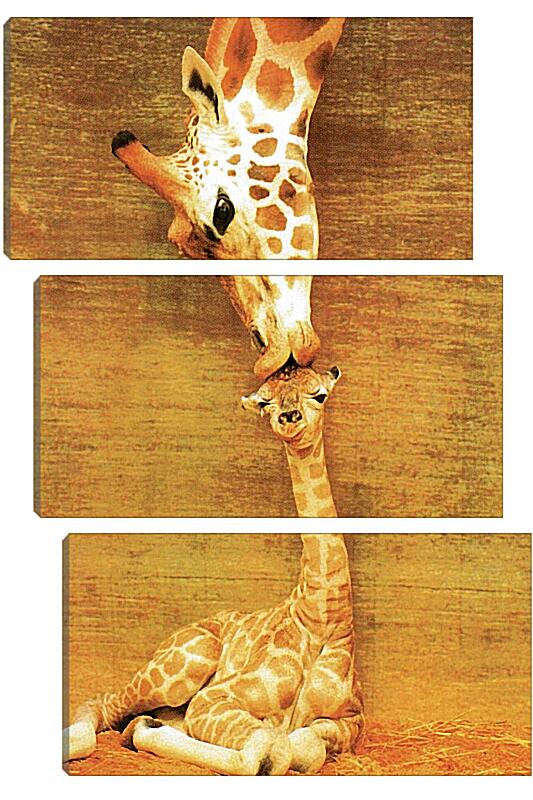 Модульная картина - Жираф и жирафик