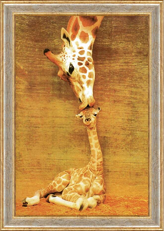 Картина в раме - Жираф и жирафик