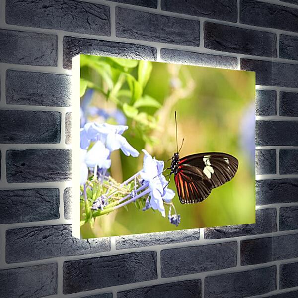 Лайтбокс световая панель - Бабочка
