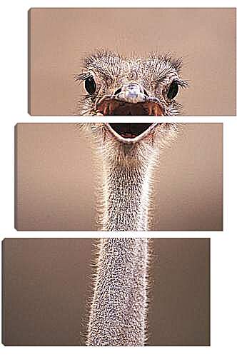 Модульная картина - Ostrich - Страус