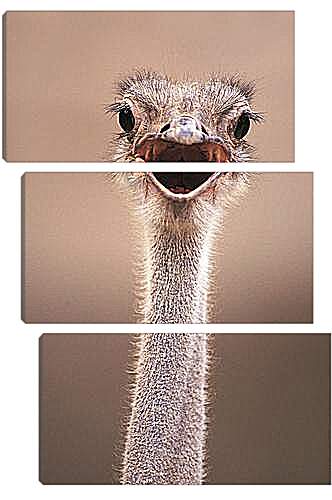 Модульная картина - Ostrich - Страус