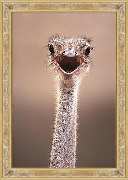 Картина в раме - Ostrich - Страус