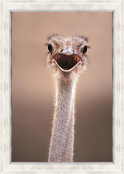 Картина в раме - Ostrich - Страус
