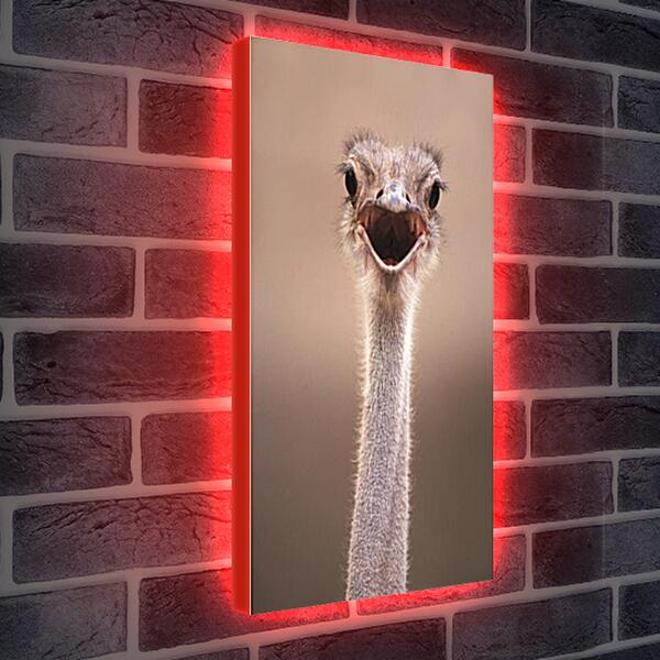 Лайтбокс световая панель - Ostrich - Страус