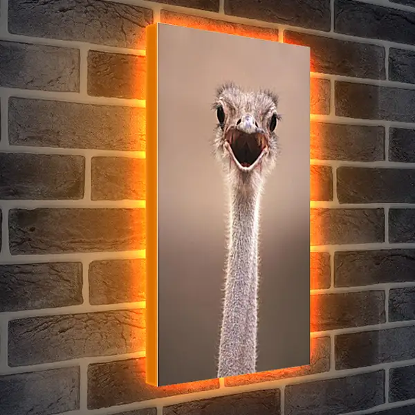 Лайтбокс световая панель - Ostrich - Страус