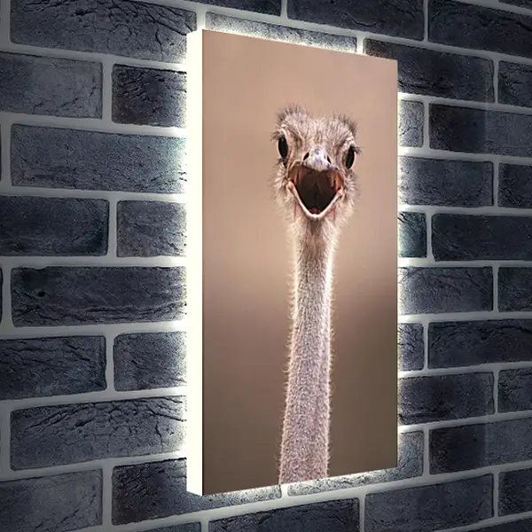 Лайтбокс световая панель - Ostrich - Страус