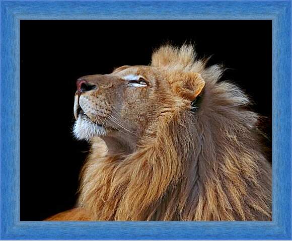 Есть кто прав лев. Картинка царственного Льва. Лев для обложки документов. Лев прав. Фото Постер Лев.