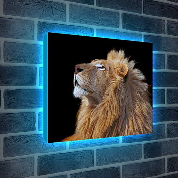 Лайтбокс световая панель - Лев (Царь зверей)