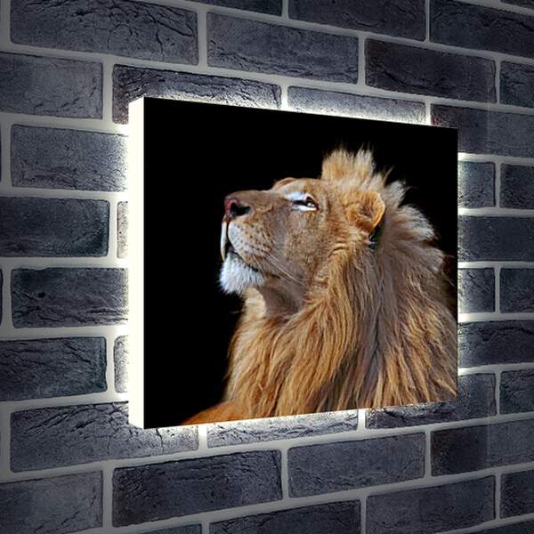 Лайтбокс световая панель - Лев (Царь зверей)
