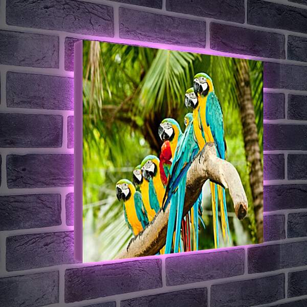 Лайтбокс световая панель - Много попугаев