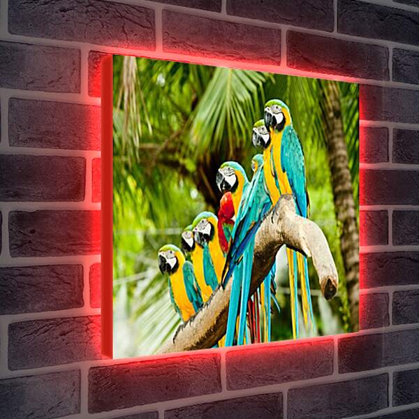 Лайтбокс световая панель - Много попугаев