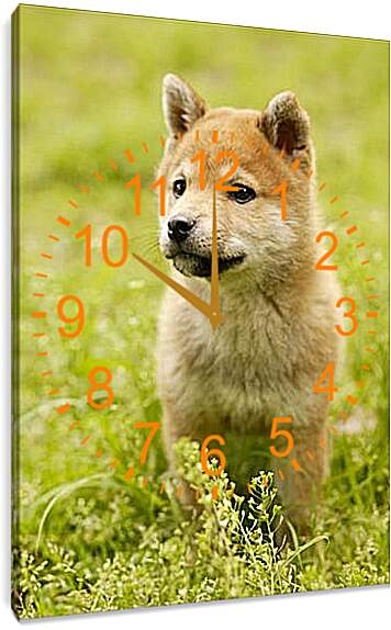 Часы картина - Щенок Хоккайдо