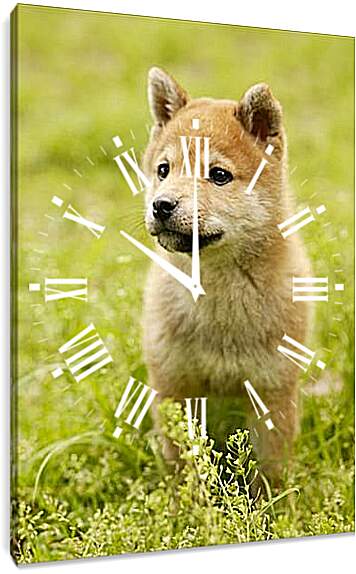 Часы картина - Щенок Хоккайдо