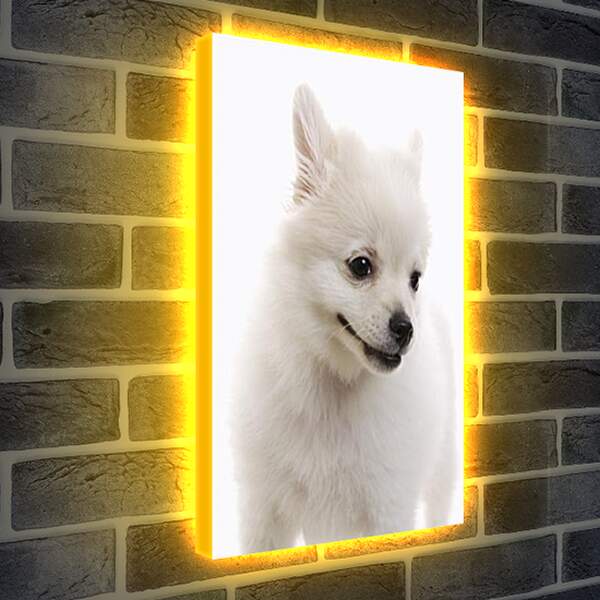 Лайтбокс световая панель - Собаки