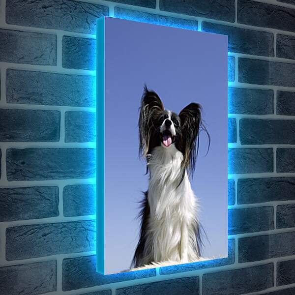 Лайтбокс световая панель - Собака на диване
