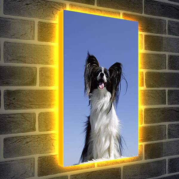 Лайтбокс световая панель - Собака на диване