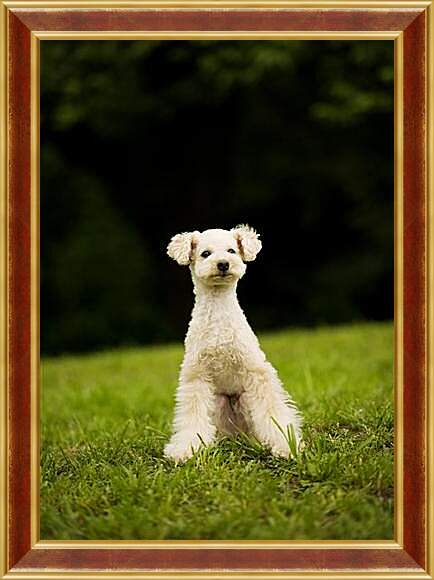Картина в раме - Собаки