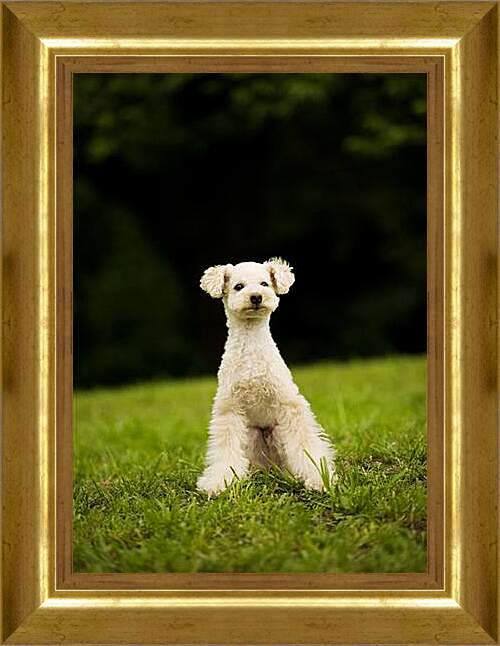 Картина в раме - Собаки