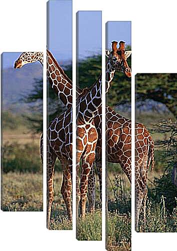 Модульная картина - Два жирафа