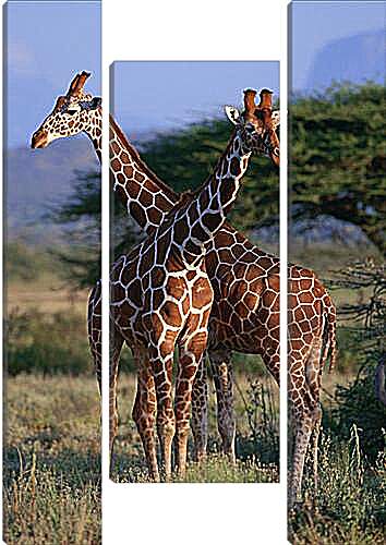 Модульная картина - Два жирафа