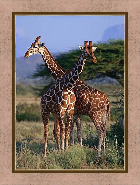 Картина в раме - Два жирафа
