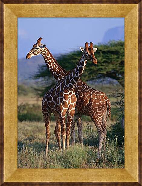 Картина в раме - Два жирафа