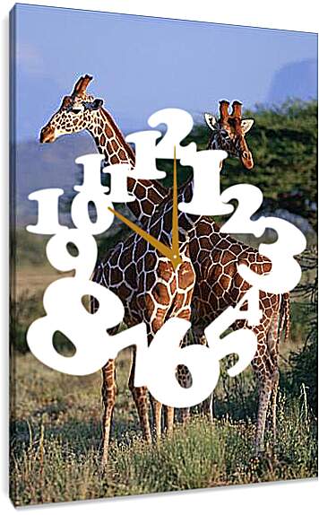 Часы картина - Два жирафа