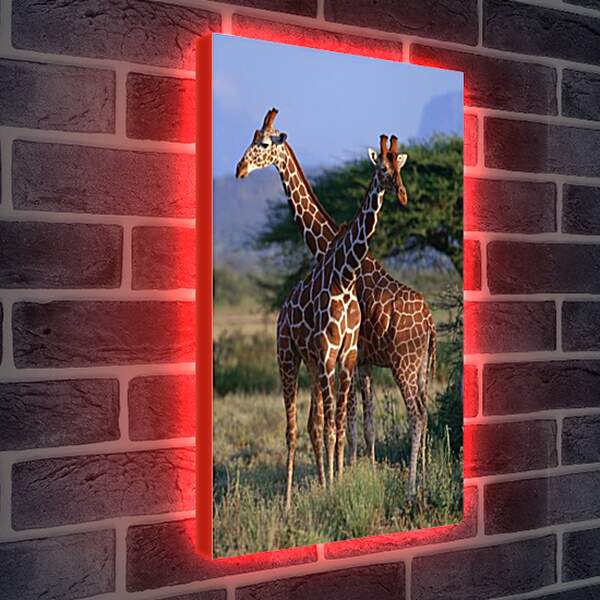 Лайтбокс световая панель - Два жирафа