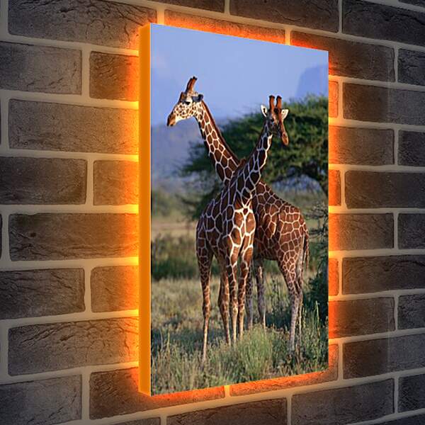 Лайтбокс световая панель - Два жирафа